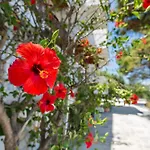 Tamar Apartments, Alikanas